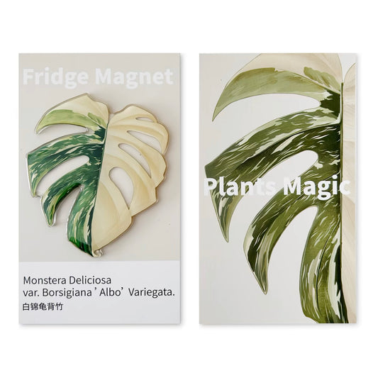 Tropical Plants fridge magnet - Monstera deliciosa - Monstera Albo | Home Fun Creative Decorations